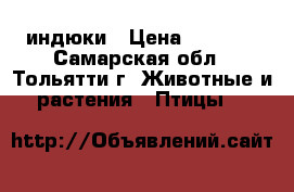 индюки › Цена ­ 4 000 - Самарская обл., Тольятти г. Животные и растения » Птицы   